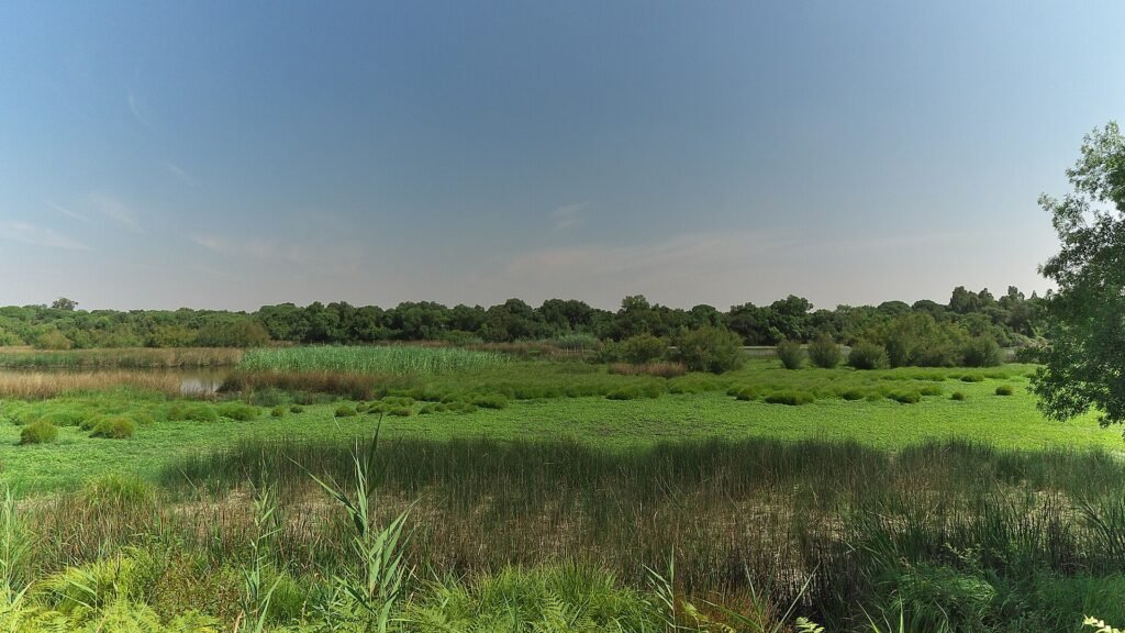 La Rocina wetland landscape