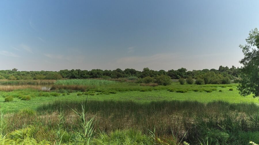 La Rocina wetland landscape