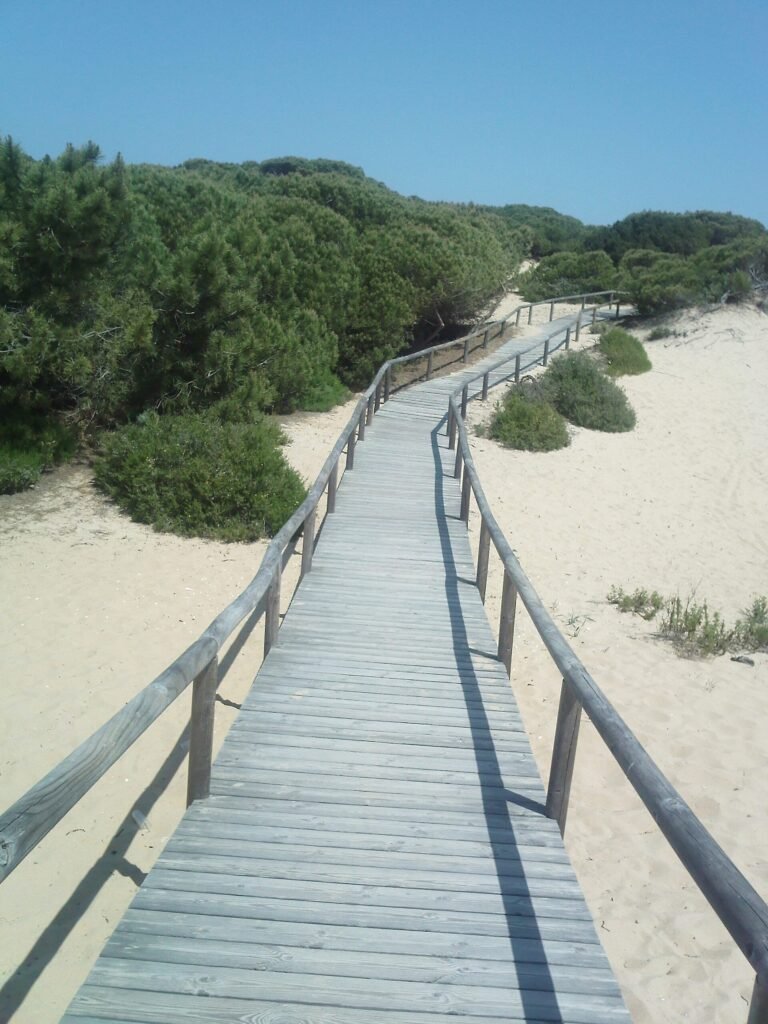 Boardwalk through protected woodland and dunes at Los Enebrales