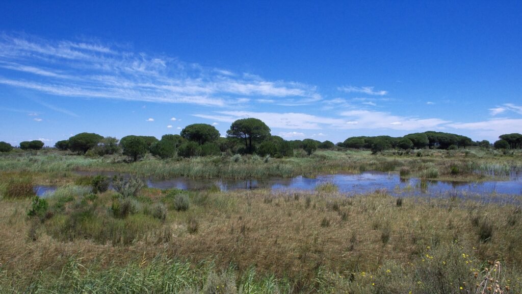 El Acebuche wetlands