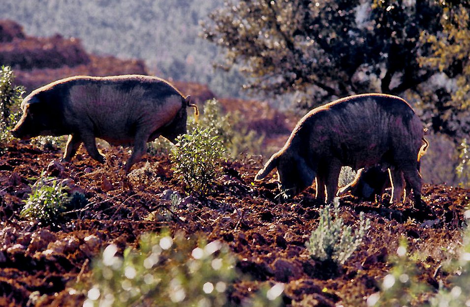 Iberian pigs in the Sierra de Aracena, 1986