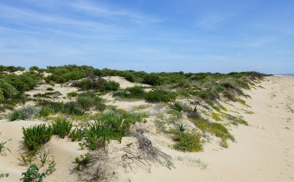 Dunes on the Atlantic side of the Flecha del Rompido