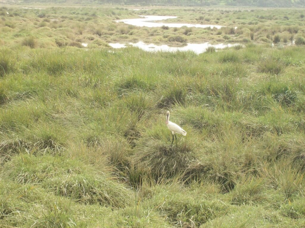 Eurasian spoonbill in the Odiel marshes
