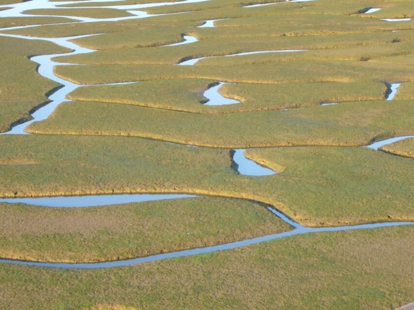 Marismas del Odiel: birds, salt pans and a changing estuary