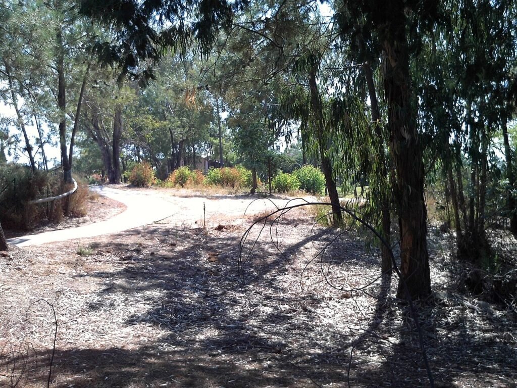 Woodland path at Parque de los Cabezos